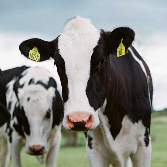 Smart Animal Selection