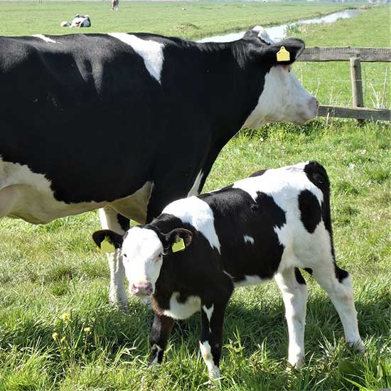 Health & Breeding Management